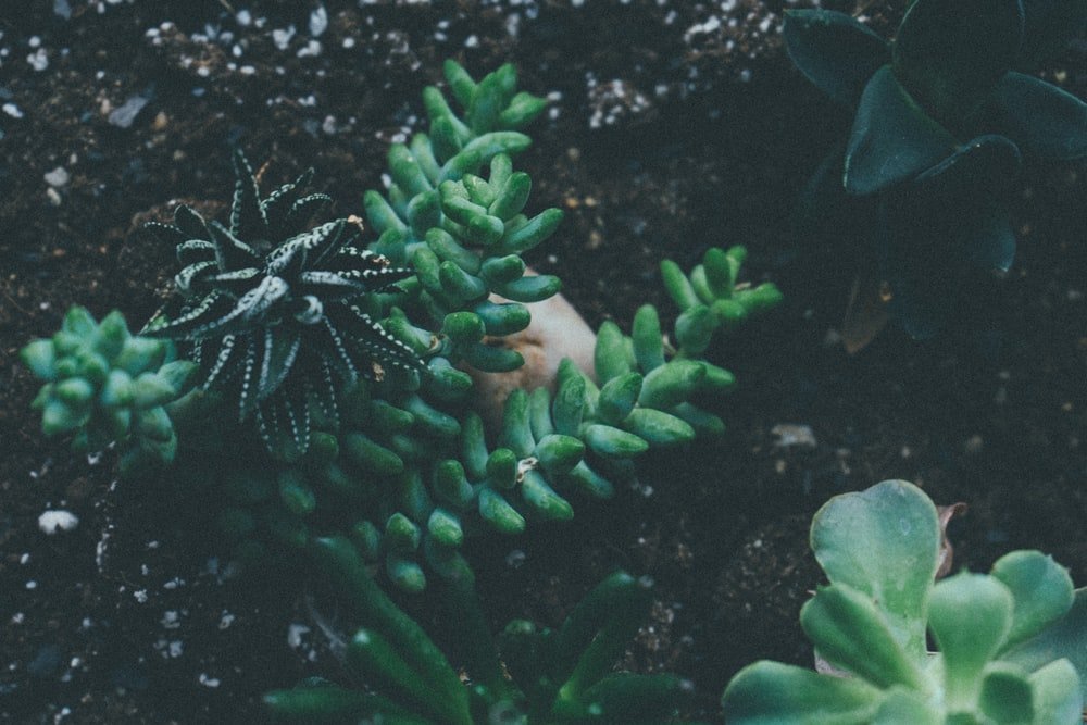 terrarium workshop Singapore
