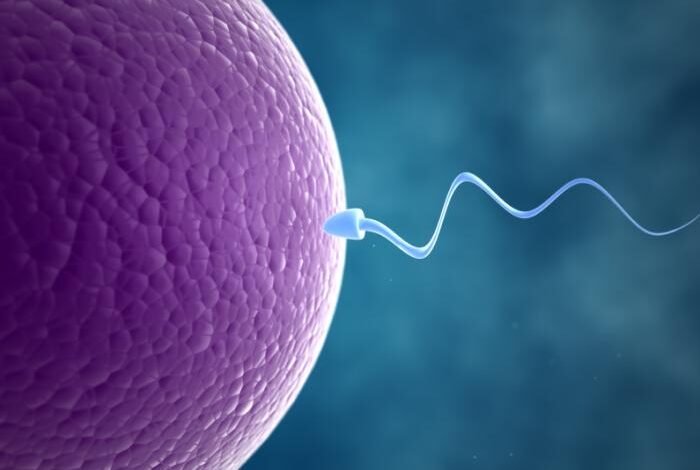 sperm-and-egg