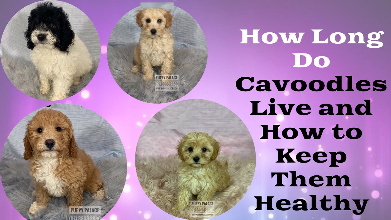 How Long Do Cavoodles Live and How to Keep Them Healthy