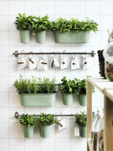 Add Aromatic Plants Refresh Your Kitchen