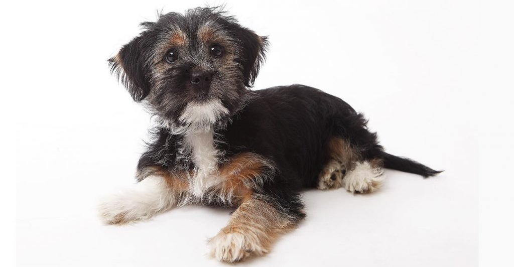 What do I need to know about terrier-mix