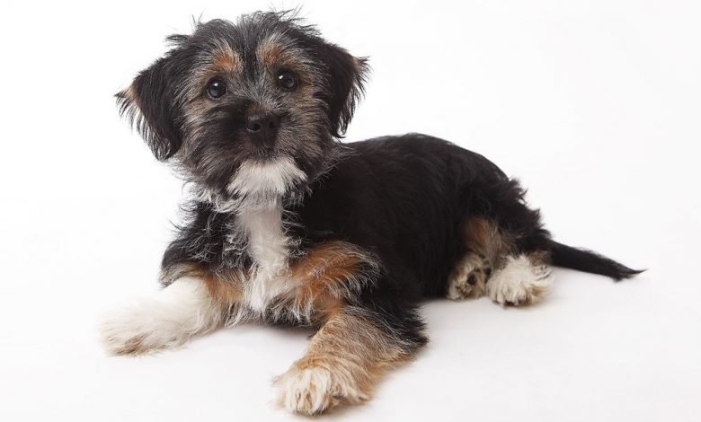 What do I need to know about terrier-mix