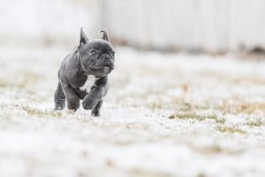 blue french bulldog