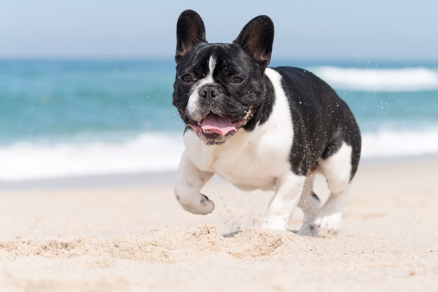 blue french bulldog