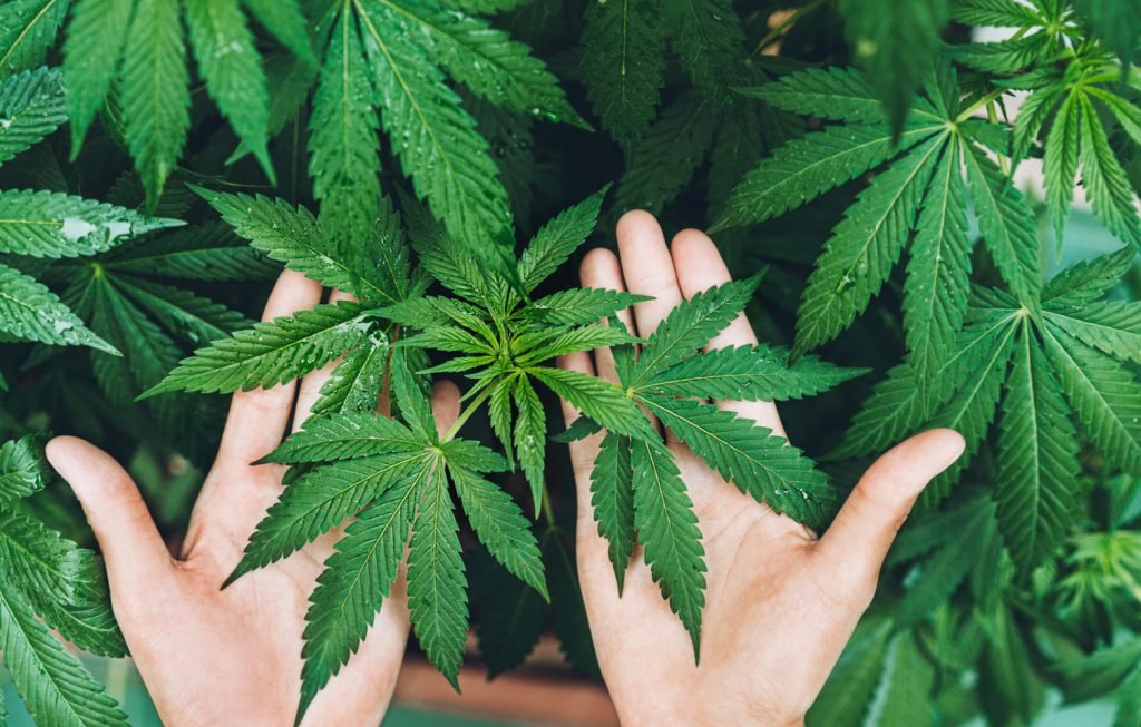 Crohns Disease Medical Marijuana in Ohio