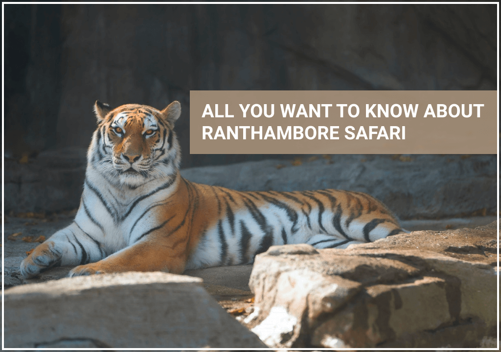 Know about Ranthambore Safari