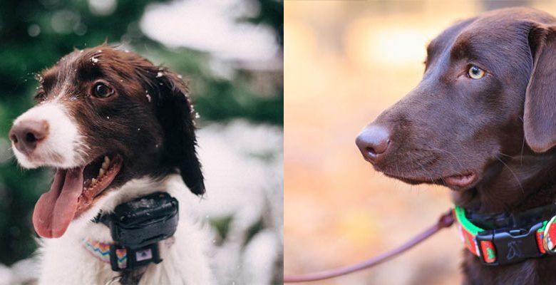 gps-dog-collar