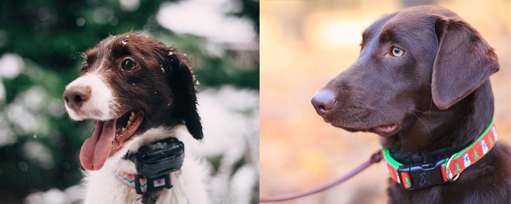 gps-dog-collar