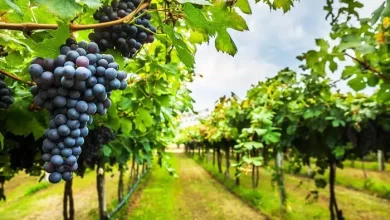 Barossa Valley Wine Tours