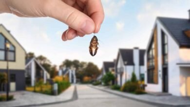 How To Keep Pests Away From Your New House